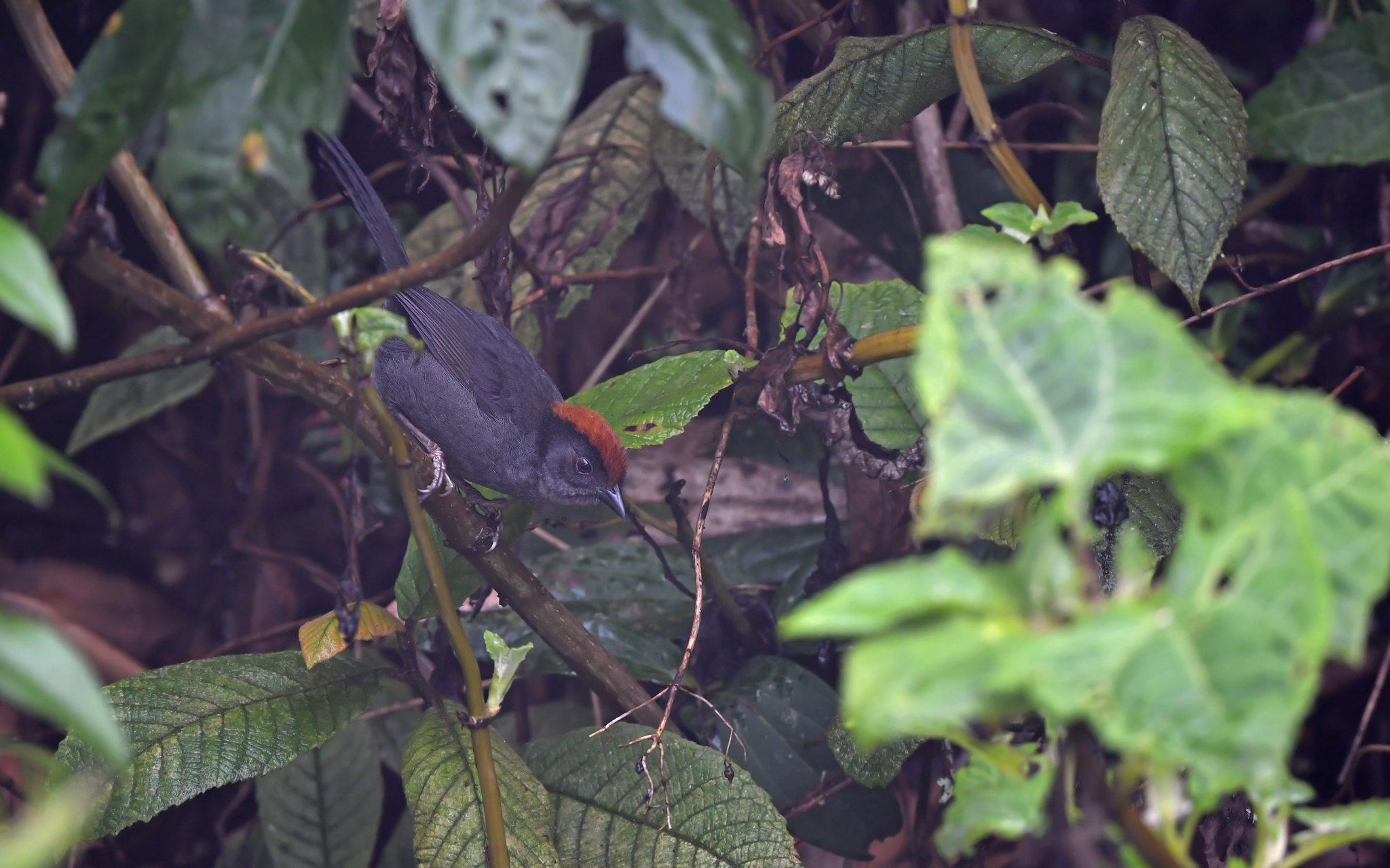 Cuzco Brushfinch (Atlapetes canigenis), photo 10