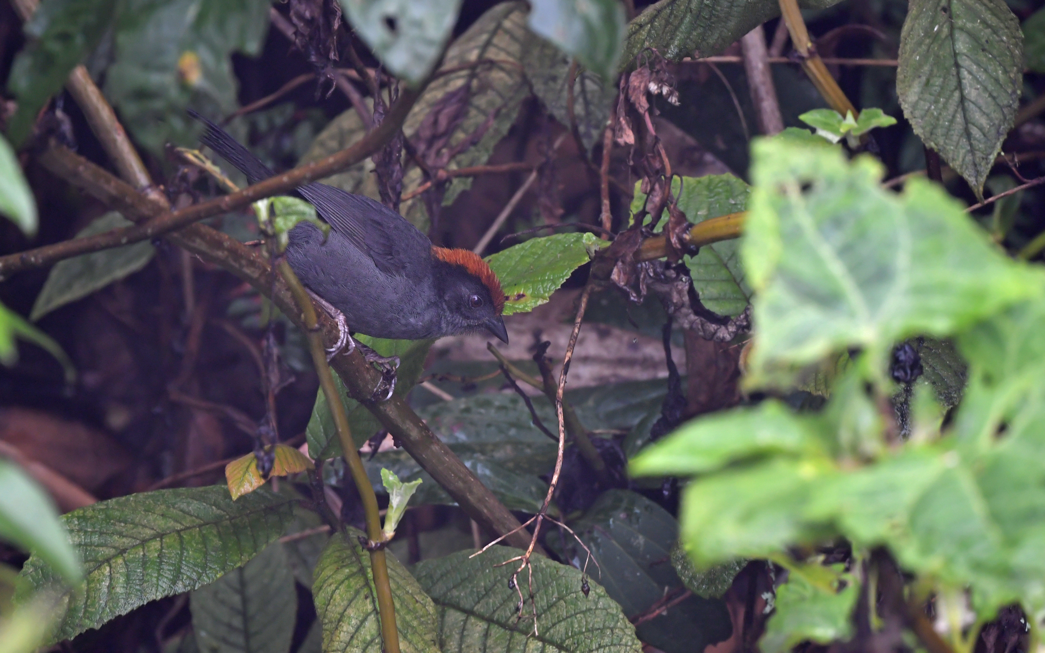 Cuzco Brushfinch (Atlapetes canigenis), photo 9