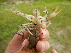 Procambarus zonangulus
