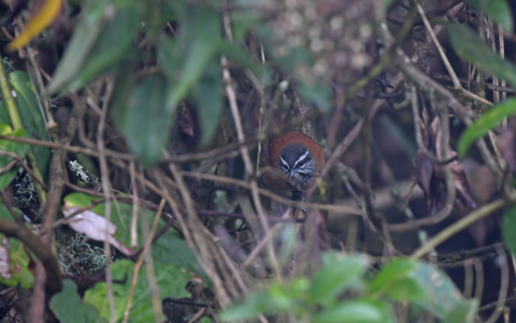 Inca Wren (Pheugopedius eisenmanni), photo 10