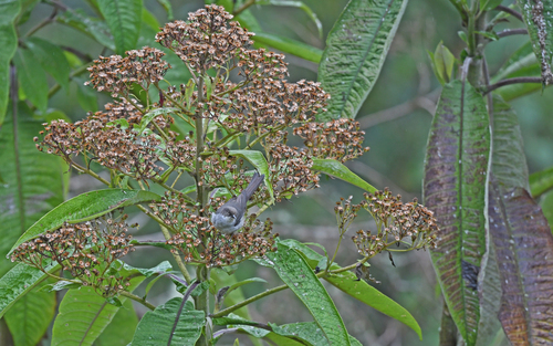 Drab Hemispingus (Pseudospingus xanthophthalmus), photo 5