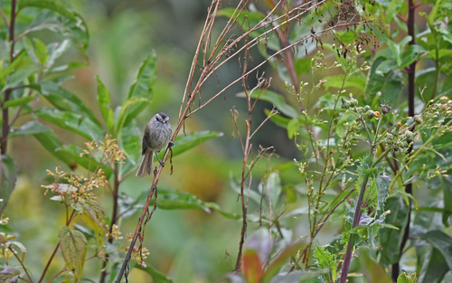 Unstreaked Tit-Tyrant (Uromyias agraphia), photo 2