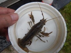 Procambarus zonangulus