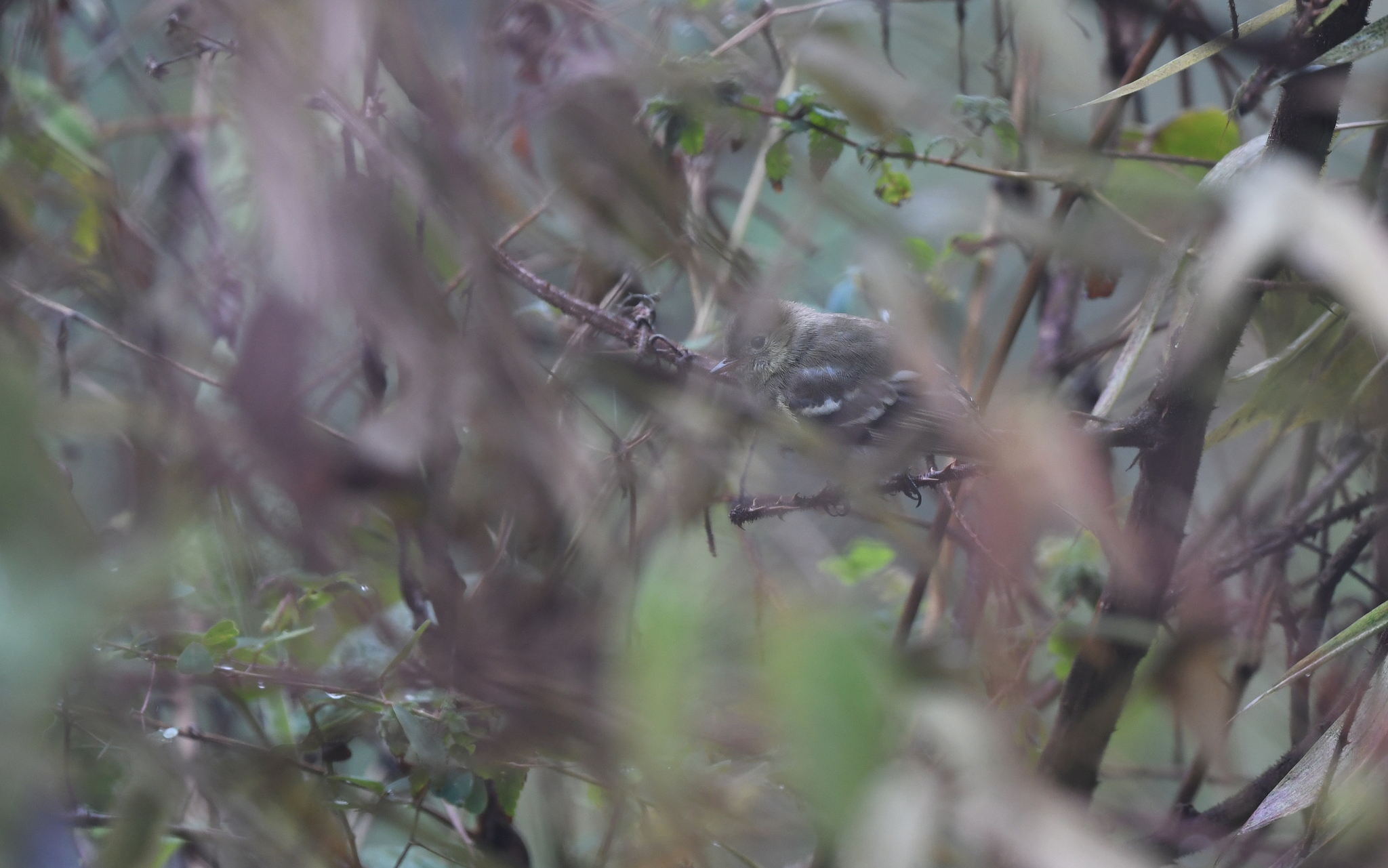 Sierran Elaenia (Elaenia pallatangae), photo 3
