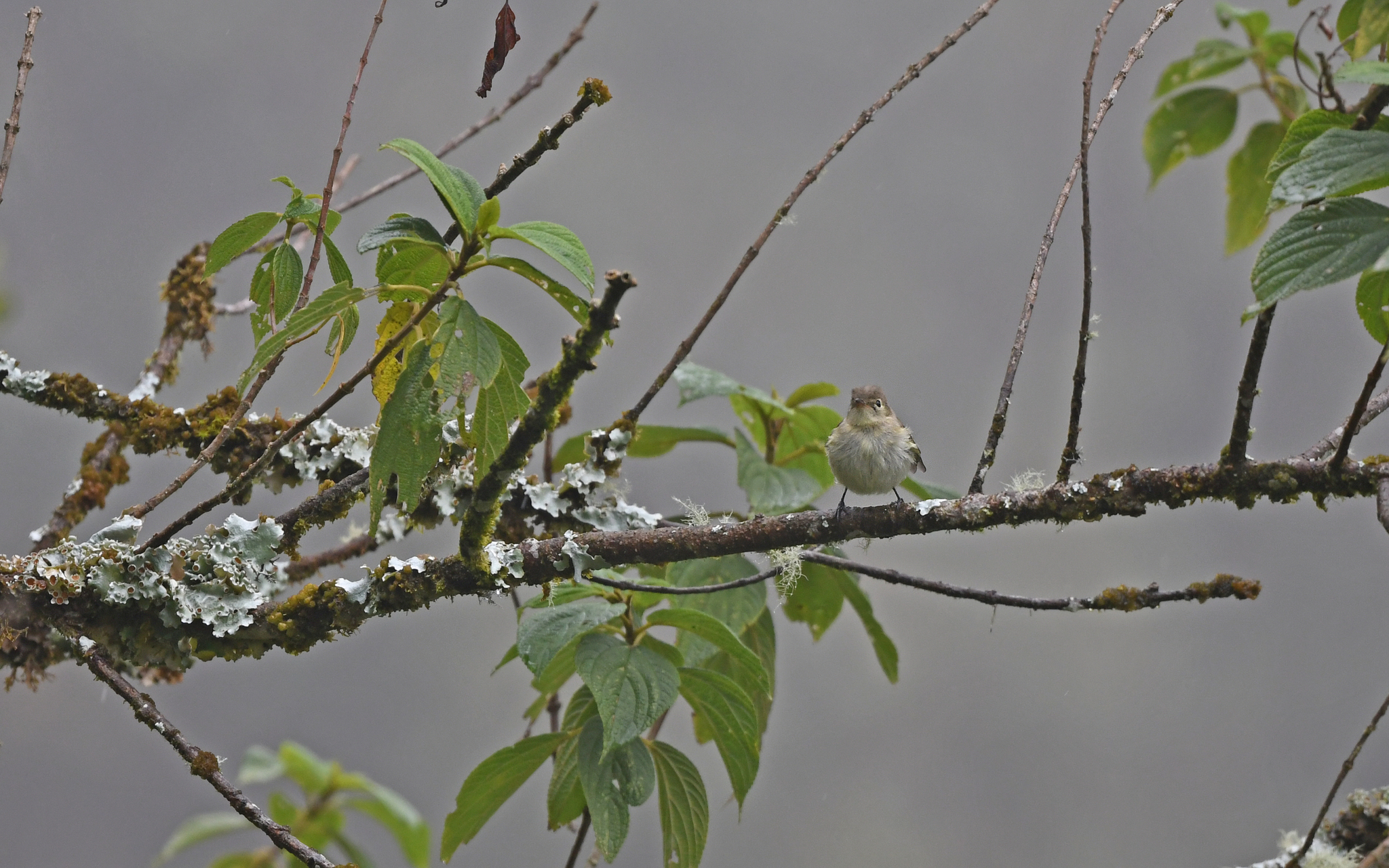 Sierran Elaenia (Elaenia pallatangae), photo 4