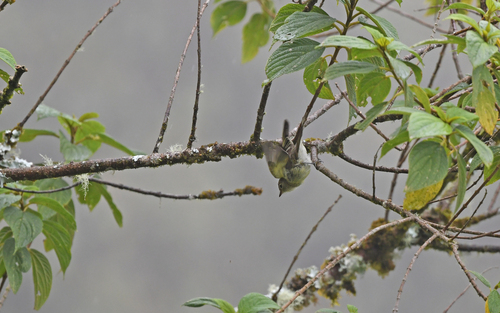 Sierran Elaenia (Elaenia pallatangae), photo 10