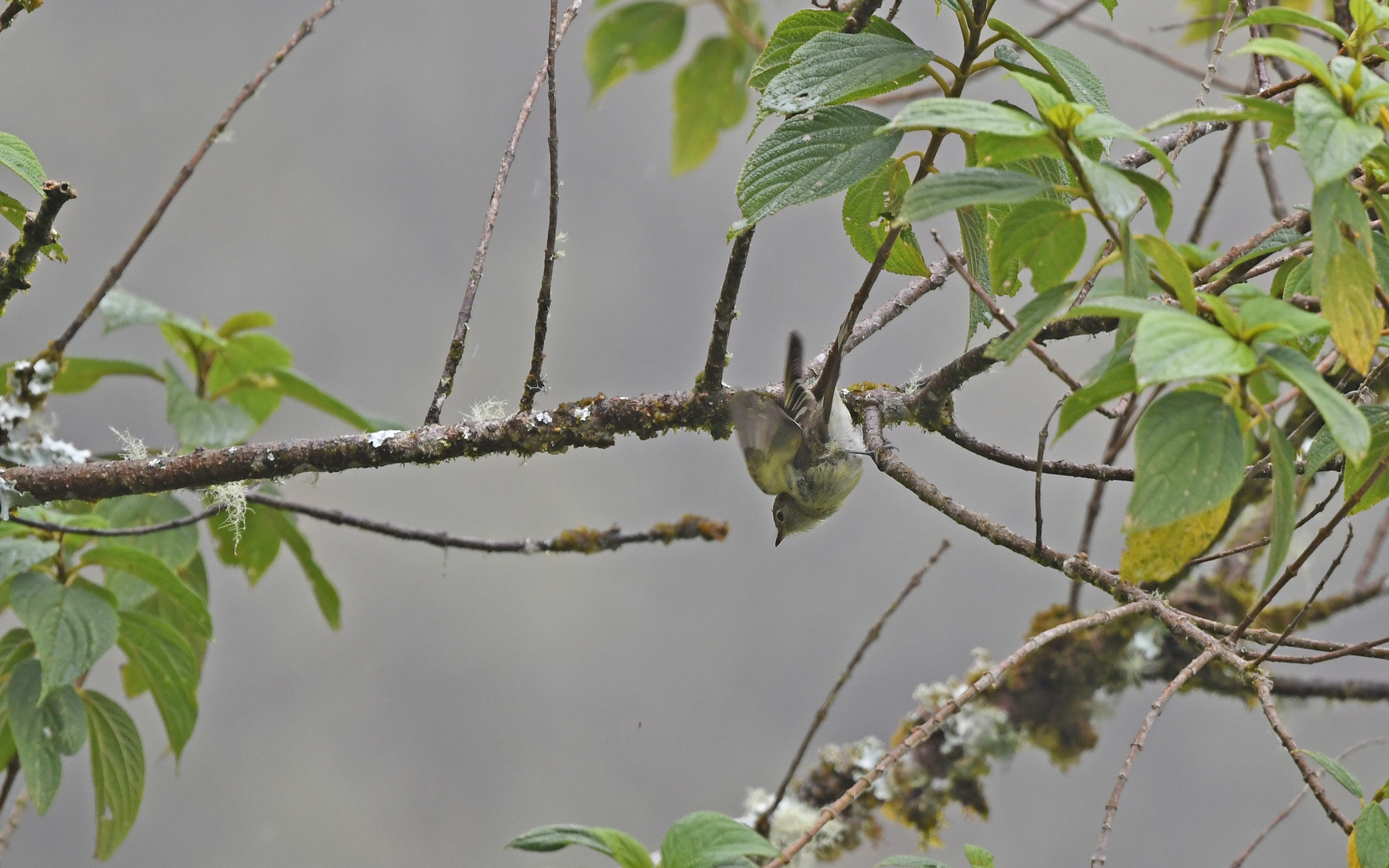 Sierran Elaenia (Elaenia pallatangae), photo 5
