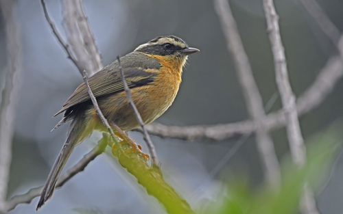 Three-striped Hemispingus (Microspingus trifasciatus), photo 10