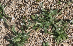 Plagiobothrys collinus