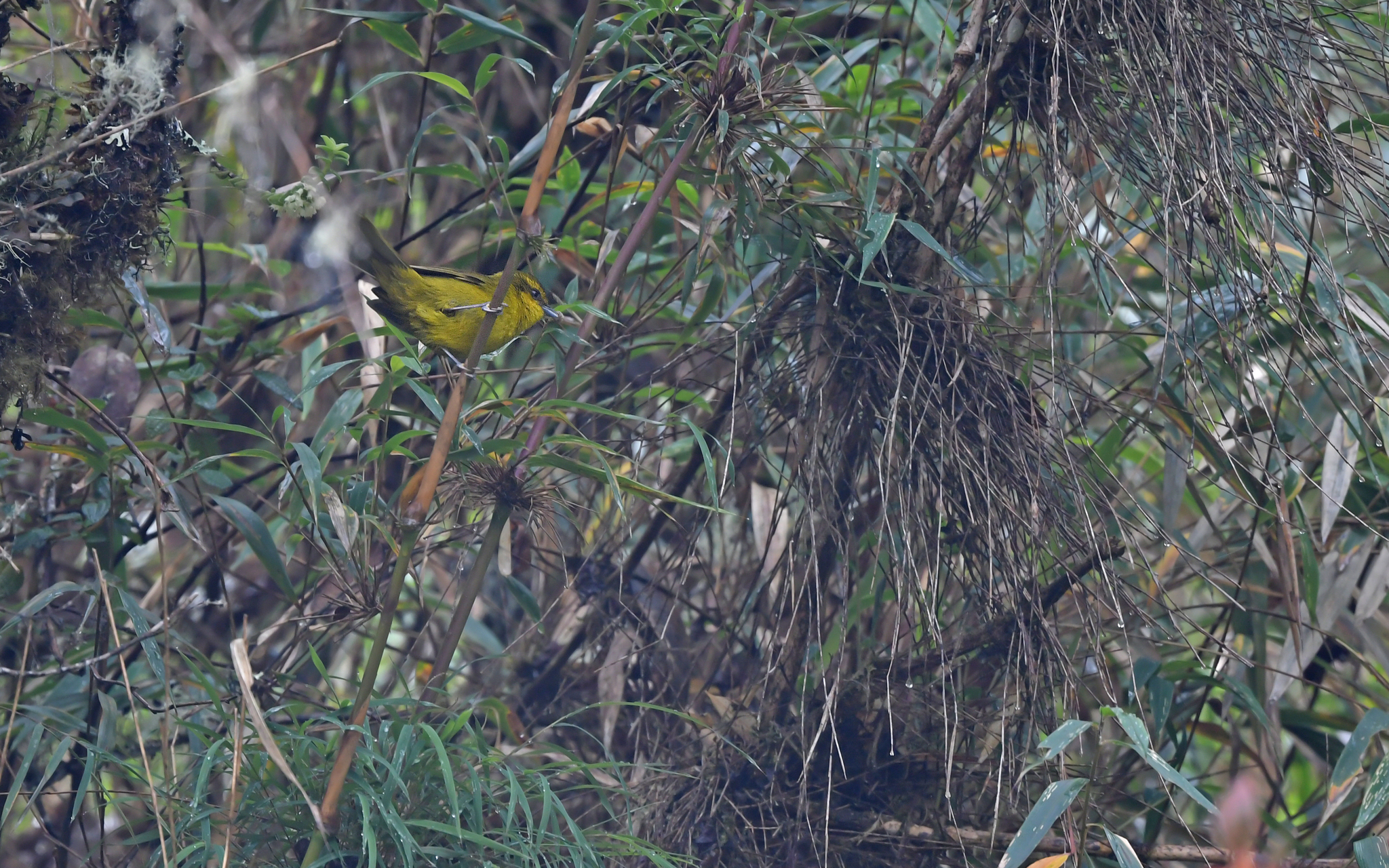 Parodi's Hemispingus (Kleinothraupis parodii), photo 8