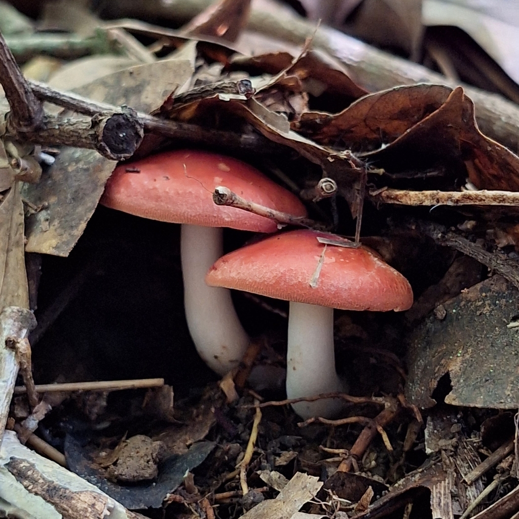 Leucopaxillus gracillimus · December 2023 · photo: © deniszabin (iNaturalist, cc-by)