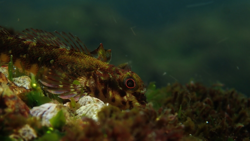 Chilean triplefin (Helcogrammoides chilensis) — Tripterygiidae — 2