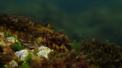 Helcogrammoides chilensis