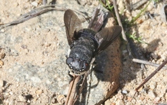 Cuterebra lepivora