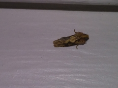 Acrolophus walsinghami