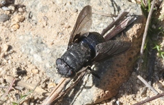 Cuterebra lepivora