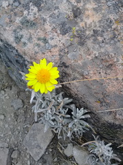 Senecio mairetianus