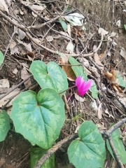 Cyclamen repandum