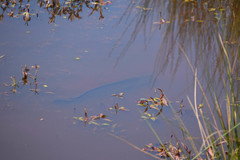 Channa argus