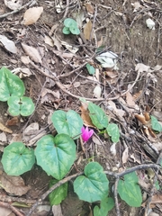 Cyclamen repandum