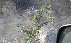Ceanothus pendletonensis