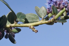 Ceanothus pendletonensis