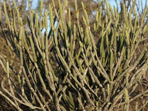 Euphorbia alluaudii