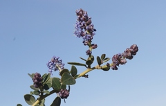 Ceanothus pendletonensis