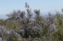 Ceanothus pendletonensis