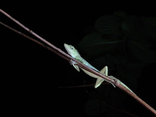 Green Crestless Forest Lizard, Pseudocalotes andamanensis