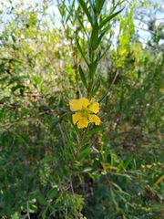 Shaving Brush (Heimia salicifolia)