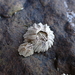 Pacific Acorn Barnacle - Photo (c) Finn McGhee, some rights reserved (CC BY-NC), uploaded by Finn McGhee