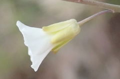 Heliophila glauca