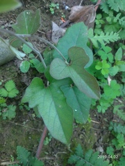 Aristolochia kaempferi