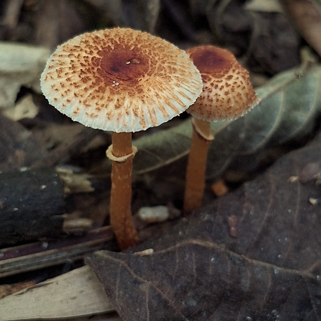 Rugosospora pseudorubiginosa · December 2023 · photo: © deniszabin (iNaturalist, cc-by)
