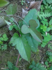Aristolochia kaempferi