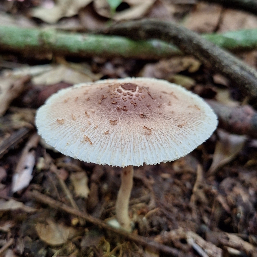 Chlorophyllum tenue · December 2023 · photo: © deniszabin (iNaturalist, cc-by)