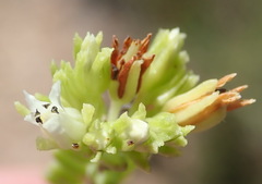 Crassula ericoides