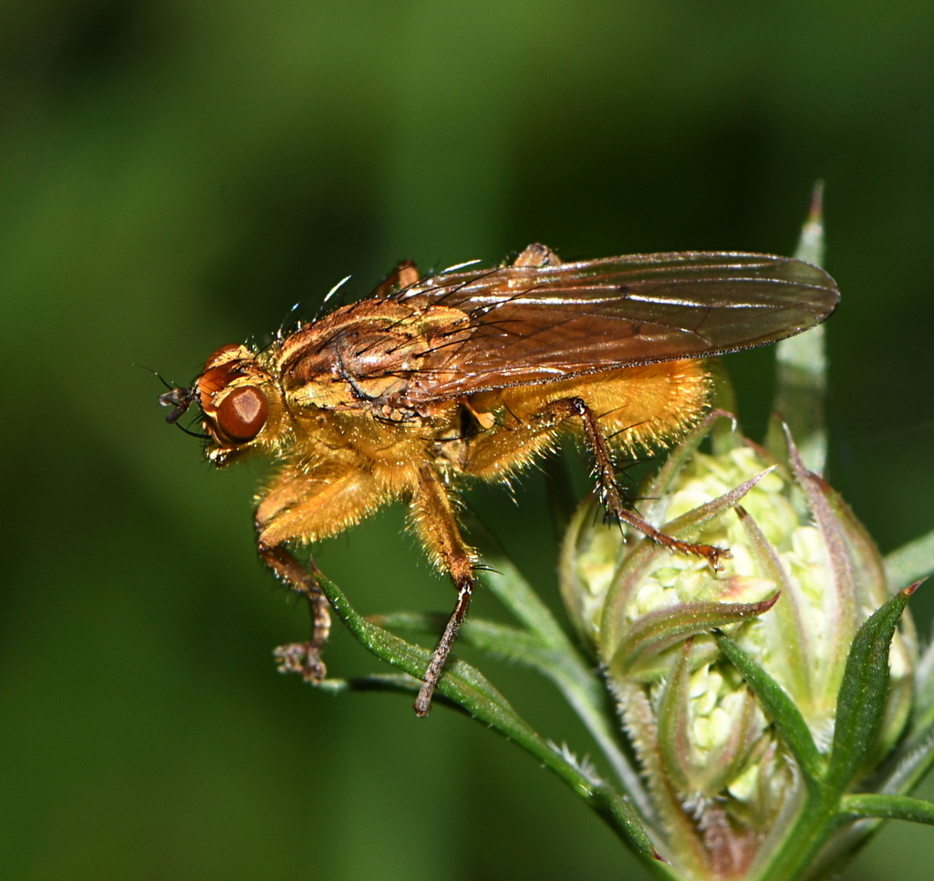Golden Dung Fly from 73190 Curienne, France on October 29, 2023 at 02: ...