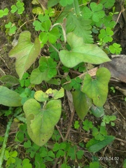 Aristolochia kaempferi