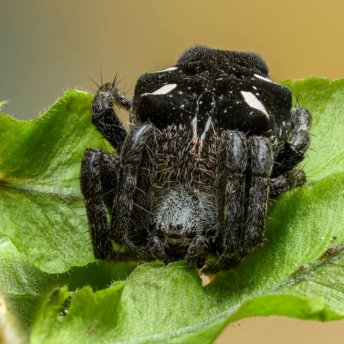 Tropical Tent-web Spider