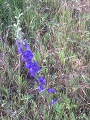 Delphinium hesperium
