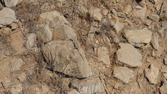 Liolaemus pseudolemniscatus