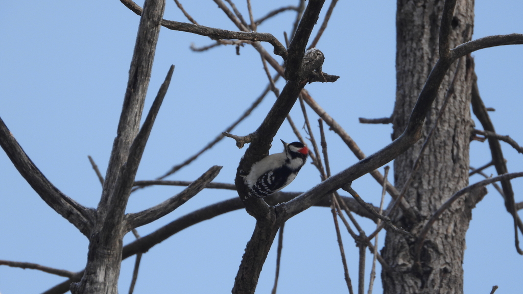 Downy Woodpecker from Île SaintJoseph, Laval, QC H7J, Canada on