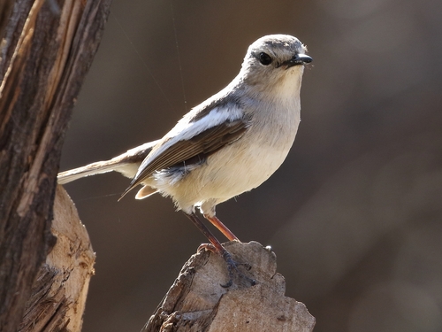 Madagascar Magpie-Robin