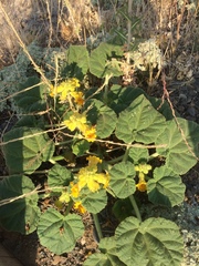 Ibicella lutea