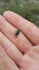 Lithobates berlandieri