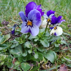 Viola × wittrockiana