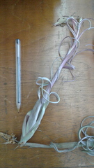 Tillandsia intermedia