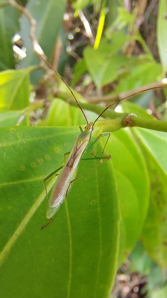 rice bugs from Acacías, Meta, Colombia on December 7, 2023 at 01:14 PM ...